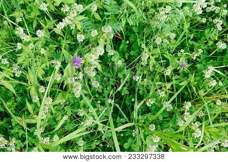 Above Fresh White Clover Flowers In The Summer Field, Beautiful Natural Floral Background. Green Lus