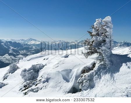 Tree With Lots Of Snow On A Beatiful Winter Day In The Austrian Alps