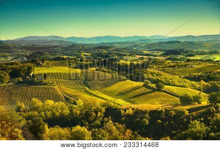 Panoramic View Of Countryside And Chianti Vernaccia Vineyards From San Gimignano On Sunrise. Tuscany