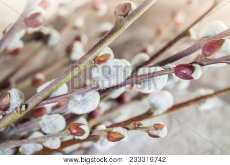 Salix Caprea Shrub