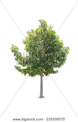 Clouseup  Bullet Wood (mimusops Elengi Linn) Tree Isolated On White Background