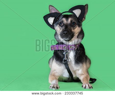 Funny Dog Mongrel With Cat's Toy Ears On Green Background