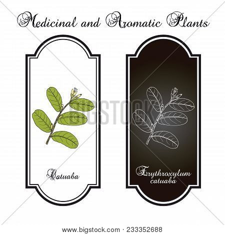 Catuaba Erythroxylum Vaccinifolium , Medicinal Plant. Hand Drawn Botanical Vector Illustration
