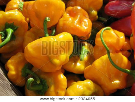 Scotch Bonnet Peppers