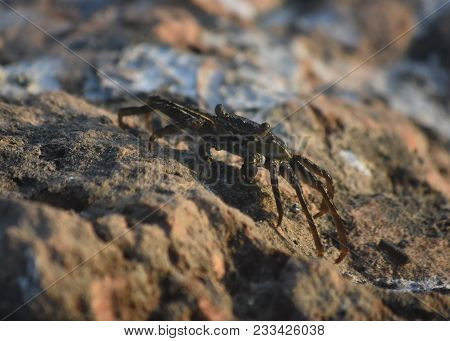 Rocks With A Sea Crab Walking Over Them.