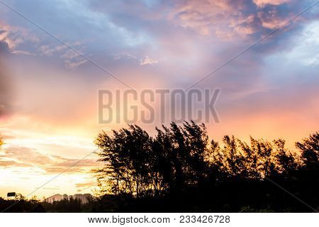 Silhouette Of Trees In Front Of Beautiful Cloudy Sunset, Rio De Janeiro