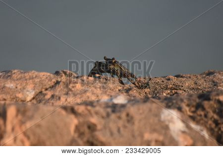 Live Ocean Crab Sitting On The Top Of A Large Rock.