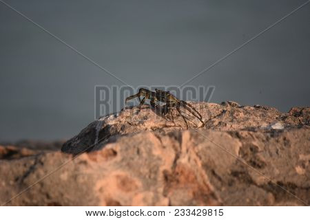 Live Sea Crab In Aruba Sitting On A Rock Ledge.