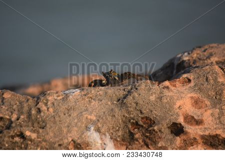 Crab Attempting To Blend Into The Rocks And Boulders.