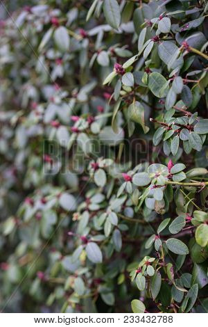 Close Up Of Rhododendron Williamsianum Plant, Szechuan