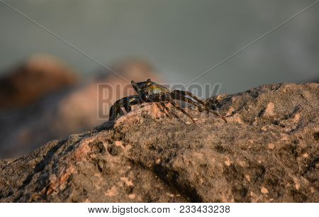 Sea Crab Moving Along The Top Of A Sea Washed Rock.