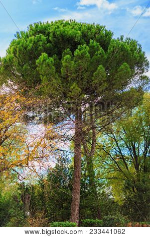 Green Pine Tree On Blue Sky Background