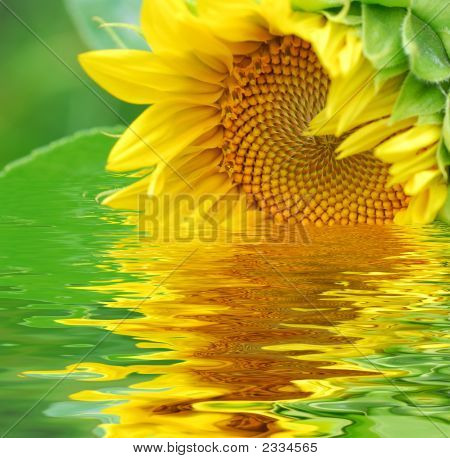 해바라기 반사