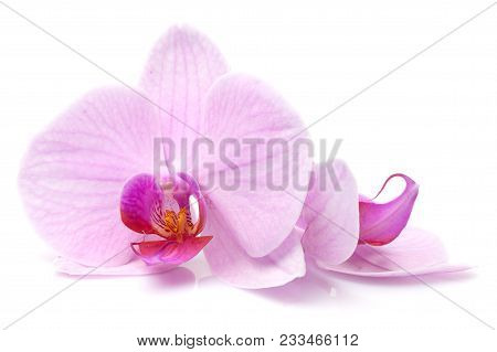 Magenta Orchid Is Isolated On White Background