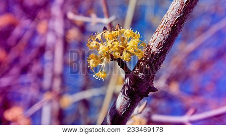 Photo Depicting A Macro View Of New Bright Yellow Fresh Spring Flower Buds On The Tree Brunch. De Fo