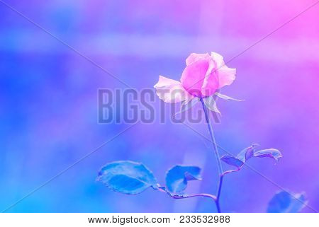 Focus On Orange Roses In Front Garden Blur Purple Background
Abstract Style