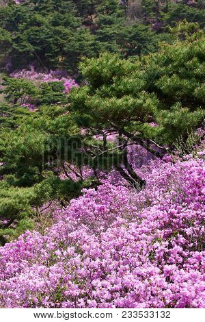 Goryeosan Azalea Festival, Which Is Held At The End Of April Every Year. Goryeosan Is A Highest Moun