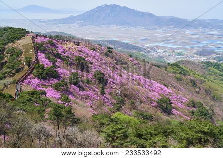 Goryeosan Azalea Festival, Which Is Held At The End Of April Every Year. Goryeosan Is A Highest Moun