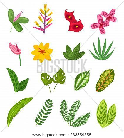 Set Of Tropical Plants. Exotic Flowers And Leaves Of Orchid, Palm, Banana, Vector Illustration
