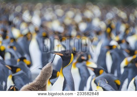 King Penguins Colony Gold Harbour At South Georgia