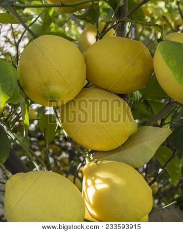 An Abundance Of Ripe Lemons In A Lemon Tree