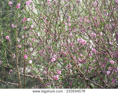 The Apple Blossom Is A Typical Angiosperm Flower, With Petals Surrounding Multiple Pollen-producing 
