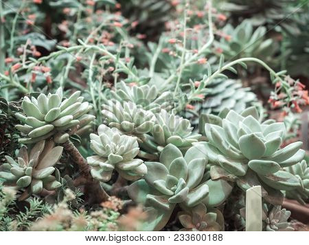 The Pachyphytum Compactum. Succulent Plant Hen And Chicks