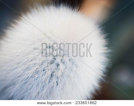 Fluffy Cactus Plant Close Up Texture Background.