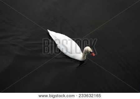 White Swan Is Floating On Surface Of Black Water