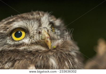 Portrait Of Cute Little Owl With Bokeh, Athene Noctua
