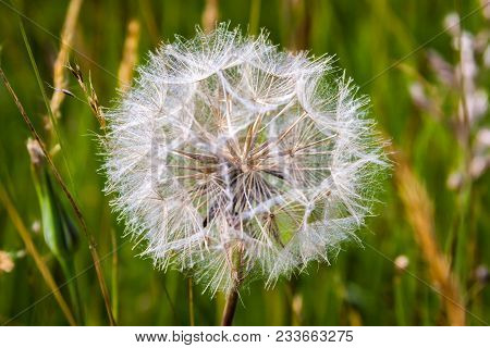 Close Up Of A Dandy Lion In Grass