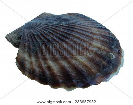 Sea scallop Patinopecten yessoensis (Mizuhopecten yessoensis) isolated on white background
