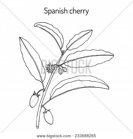 Spanish Cherry Mimusops Elengi , Or Medlar, Bullet Wood, Bakula, Medicinal Plant. Hand Drawn Botanic