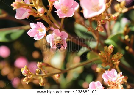 Bee Taking The Honey From A Flower Of The Garden