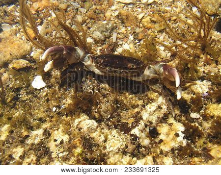 Japanese rock crab, Cancer amphioetus in defence pose