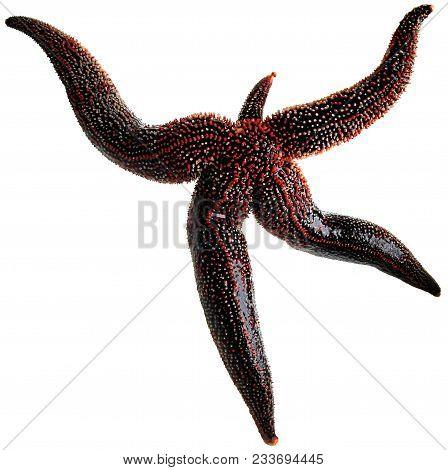 Starfish isolated dancing on white background. Looks like human.
