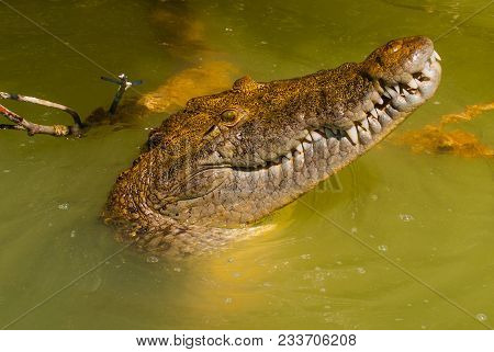 Crocodile Stuck His Head Out Of The Muddy River. Rio Lagartos, Yucatan, Mexico.