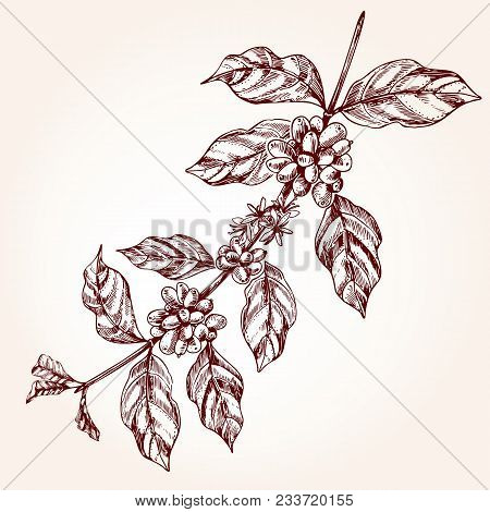 Coffee Tree Branch Freehand Drawing In Sketch Style Plant Concept With Leaf Coffee Tree Branch Freehand Drawing In Sketch Style Plant Concept With Leaf