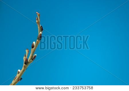 Green Branch With Buds At Spring Sunny Day On Blue Sky Closeup, Background, Textplace