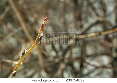 Green Branch With Buds At Spring Sunny Day Closeup, Background, Textplace