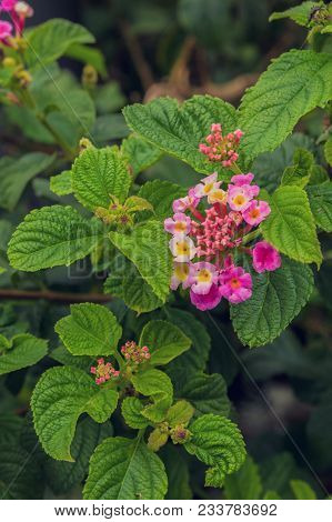 Beautiful Pink, Yellow, Red Exotic Flowers From French Riviera. 
Wild Nature In Nice.
