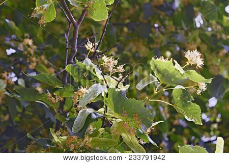 The Branches Are Covered With Yellow Flowers.