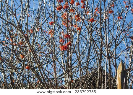 Guelder Rose Is A Red Berry, A Forest Plant, A Garden, A Son Of The Sky