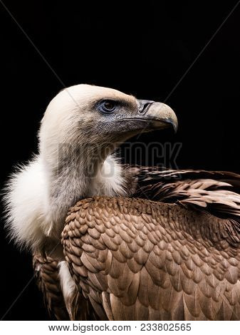 The Himalayan Vulture Or Himalayan Griffon Vulture (gyps Himalayensis) Is An Old World Vulture In Th
