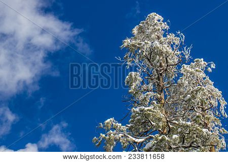 Heavy Wet Snow Atop Tree With Blue Sky Background