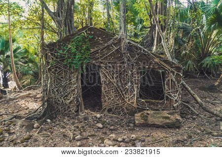 Abandoned Colonial Architecture Covered With Big Tree Roots At Ross Island, Andaman And Nicobar Arch
