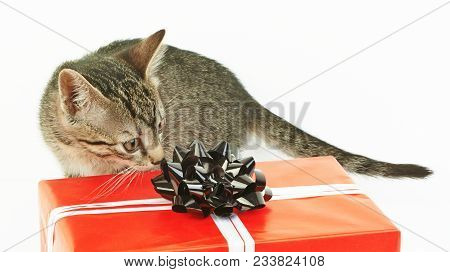 Striped Gray Kitten Near A Red Gift Box With A Black Bow