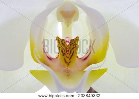 Close - Up Orchid Flower.
Inner Regions. The Inner Flower Is Called Petal. This Piece Is Called ' La