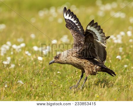 Great Skua (stercorarius Skua) Bonxie Landing, Noss, Shetland, Uk.