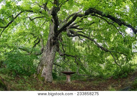 Old Linden Tree In The Evening. Forest In Summer. Mohni, Small Island In Estonia, Europe.